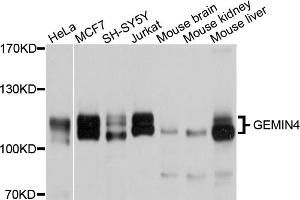 Western blot analysis of extracts of various cell lines, using GEMIN4 antibody (ABIN4903752) at 1:1000 dilution.
