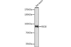 Western blot analysis of extracts of Rat testis, using REC8 Rabbit pAb (ABIN7269884) at 1:3000 dilution. (REC8 抗体  (AA 194-561))