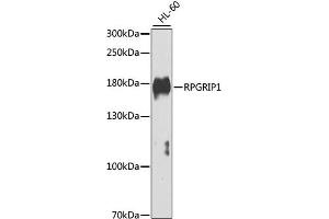 Western blot analysis of extracts of HL-60 cells, using RPGRIP1 antibody (ABIN4905033) at 1:1000 dilution. (RPGRIP1 抗体)