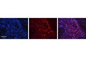 Immunohistochemistry (IHC) image for anti-Sirtuin 1 (SIRT1) (N-Term) antibody (ABIN2779607)