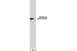 Western Blotting (WB) image for anti-RAD9 Homolog A (S. Pombe) (RAD9A) (AA 264-370) antibody (ABIN968473) (RAD9A 抗体  (AA 264-370))