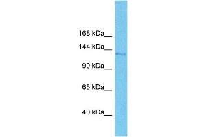 Host:  Rabbit  Target Name:  AFF4  Sample Tissue:  Rat Small Intestine  Antibody Dilution:  1ug/ml (AFF4 抗体  (Middle Region))