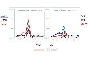 PAGE-MAP (microsphere affinity proteomics) of Rabbit Anti-PCNA Antibody (ABIN129712). (PCNA 抗体  (Internal Region))