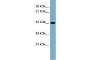 Image no. 1 for anti-Potassium Channel Tetramerisation Domain Containing 16 (KCTD16) (AA 107-156) antibody (ABIN6744203) (KCTD16 抗体  (AA 107-156))