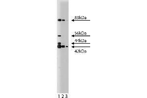 Western Blotting (WB) image for anti-ERK (Pan) (AA 219-358) antibody (ABIN967765) (ERK (Pan) (AA 219-358) 抗体)