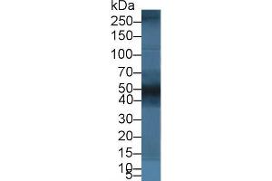 Western blot analysis of Pig Kidney lysate, using Human BGN Antibody (5 µg/ml) and HRP-conjugated Goat Anti-Rabbit antibody (