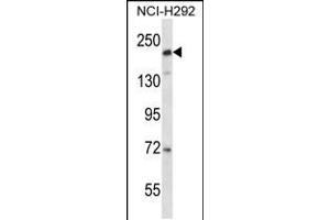 Western blot analysis in NCI-H292 cell line lysates (35ug/lane). (CD163L1 抗体  (C-Term))