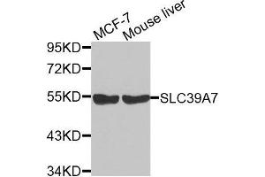 Western blot analysis of extracts of various cell lines, using SLC39A7 antibody. (SLC39A7 抗体  (AA 235-380))
