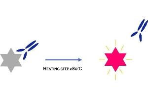 Principle of HotStart Antibody (Taq DNA Polymerase 抗体)