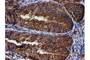 Image no. 5 for anti-Protein Disulfide Isomerase Family A, Member 4 (PDIA4) antibody (ABIN1500110) (PDIA4 抗体)