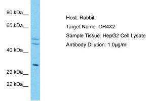 Western Blotting (WB) image for anti-Olfactory Receptor, Family 4, Subfamily X, Member 2 (OR4X2) (N-Term) antibody (ABIN2791741)