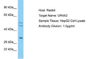 Host: Rabbit Target Name: OR4X2 Sample Type: HepG2 Whole Cell lysates Antibody Dilution: 1. (OR4X2 抗体  (N-Term))