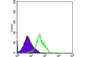 Flow cytometric analysis of RAJI cells using CD94 mouse mAb (green) and negative control (purple). (CD94 抗体)