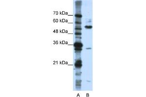 WB Suggested Anti-KHDRBS3 Antibody Titration:  0. (KHDRBS3 抗体  (C-Term))
