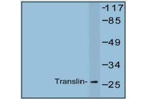 Western blot analysis of Translin Antibody  in extracts from Jurkat cells. (Translin 抗体)