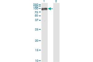 Western Blot analysis of PECAM1 expression in transfected 293T cell line by PECAM1 monoclonal antibody (M01), clone 1D2-1A5. (CD31 抗体  (AA 29-738))