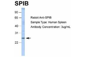 WB Suggested Anti-SPIB Antibody Titration: 3 ug/ml ELISA Titer: 1:62500 Positive Control: spleen tissue lysate SPIB is supported by RNA-seq  data to be expressed in spleen (SPIB 抗体  (C-Term))