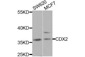 Western blot analysis of extracts of various cell lines, using CDX2 antibody.