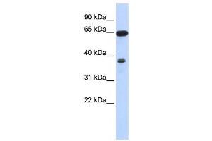 Western Blotting (WB) image for anti-Regulator of Chromosome Condensation 2 (RCC2) antibody (ABIN2459988) (RCC2 抗体)