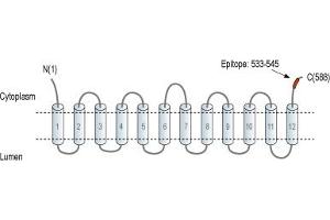 Representative domain view of the target of ABIN7043680.