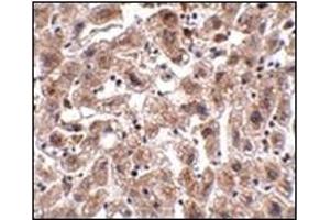Immunohistochemistry of OCLN in human liver tissue with this product at 2. (Occludin 抗体  (C-Term))