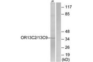 Western blot analysis of extracts from Jurkat cells, using OR13C2/13C9 Antibody. (OR13C2/13C9 (AA 232-281) 抗体)