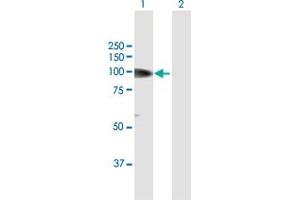 Western Blot analysis of MCC expression in transfected 293T cell line by MCC MaxPab polyclonal antibody.