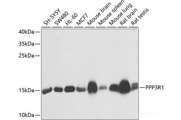 PPP3R1 抗体