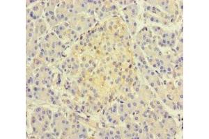 Immunohistochemistry of paraffin-embedded human pancreatic tissue using ABIN7171466 at dilution of 1:100 (TSNARE1 抗体  (AA 6-339))