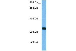 Host:  Mouse  Target Name:  RIMS3  Sample Tissue:  Mouse Pancreas  Antibody Dilution:  1ug/ml (RIMS3 抗体  (C-Term))