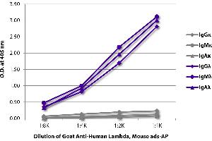 anti-lambda antibody (Alkaline Phosphatase (AP))