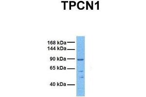 Host:  Rabbit  Target Name:  TPCN1  Sample Tissue:  Human 293T  Antibody Dilution:  1. (TPCN1 抗体  (N-Term))