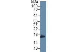 Western Blotting (WB) image for anti-Peroxiredoxin 5 (PRDX5) (AA 49-210) antibody (ABIN7442165)