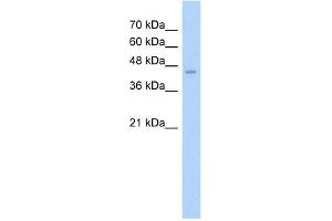 ASS1 antibody used at 2. (ASS1 抗体  (N-Term))