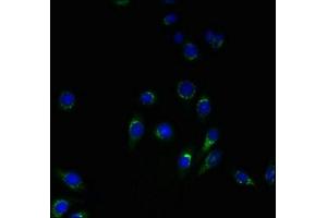 Immunofluorescent analysis of HepG2 cells using ABIN7166342 at dilution of 1:100 and Alexa Fluor 488-congugated AffiniPure Goat Anti-Rabbit IgG(H+L) (YIPF4 抗体  (AA 1-113))