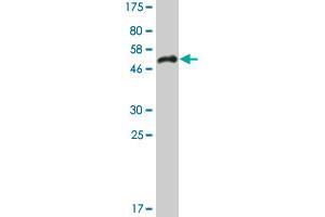 Western Blot detection against Immunogen (55. (SRSF5 抗体  (AA 1-272))