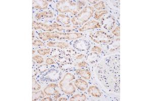 Immunohistochemical analysis of (ABIN656123 and ABIN2845462) on paraffin-embedded human kidney tissue was performed on the Leica®BOND RXm. (NEU2 抗体  (N-Term))