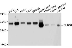 Western blot analysis of extract of various cells, using DHRS4 antibody. (DHRS4 抗体)