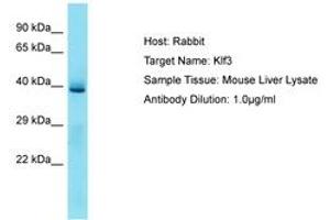 Image no. 1 for anti-Kruppel-Like Factor 3 (Basic) (KLF3) (N-Term) antibody (ABIN6750300) (KLF3 抗体  (N-Term))