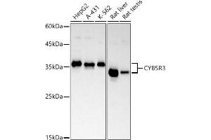Western blot analysis of extracts of various cell lines, using CYB5R3 antibody (ABIN7266631) at 1:1000 dilution.