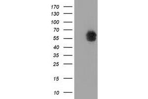 Western Blotting (WB) image for anti-Exonuclease 3'-5' Domain Containing 1 (EXD1) antibody (ABIN1498136) (EXD1 抗体)