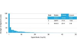 Analysis of Protein Array containing >19,000 full-length human proteins using NKX2. (Nkx2-2 抗体  (AA 1-119))