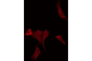 ABIN6268715 staining HepG2 by IF/ICC. (Cathepsin G 抗体  (Internal Region))