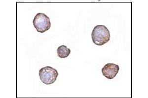 Immunohistochemistry (IHC) image for anti-X-Box Binding Protein 1 (XBP1) (AA 2-160) antibody (ABIN492538) (XBP1 抗体  (AA 2-160))