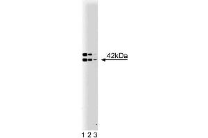 Western blot analysis of B2 Bradykinin Receptor on a rat pituitary lysate. (BDKRB2 抗体  (AA 350-364))