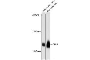 Western blot analysis of extracts of various cell lines using CLPS Polyclonal Antibody at dilution of 1:3000. (CLPS 抗体)