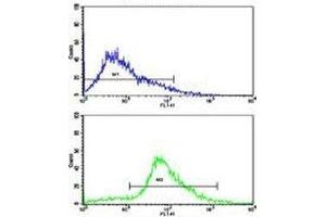 Flow cytometric analysis of Jurkat cells using CDK2 antibody (bottom histogram) compared to a negative control (top histogram). (CDK2 抗体  (AA 230-260))