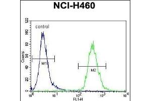 ZN Antibody (N-term) (ABIN655452 and ABIN2844980) flow cytometric analysis of NCI- cells (right histogram) compared to a negative control cell (left histogram). (ZNF433 抗体  (N-Term))