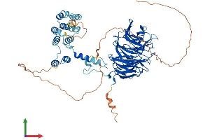 AlphaFold protein structure predicition of Human Recombinant WDR26 Protein, UniprotID Q9H7D7