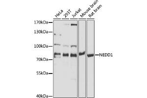 Western blot analysis of extracts of various cell lines, using NEDD1 antibody (ABIN1681008, ABIN3019378, ABIN3019379 and ABIN6220853) at 1:1000 dilution. (NEDD1 抗体  (AA 411-660))